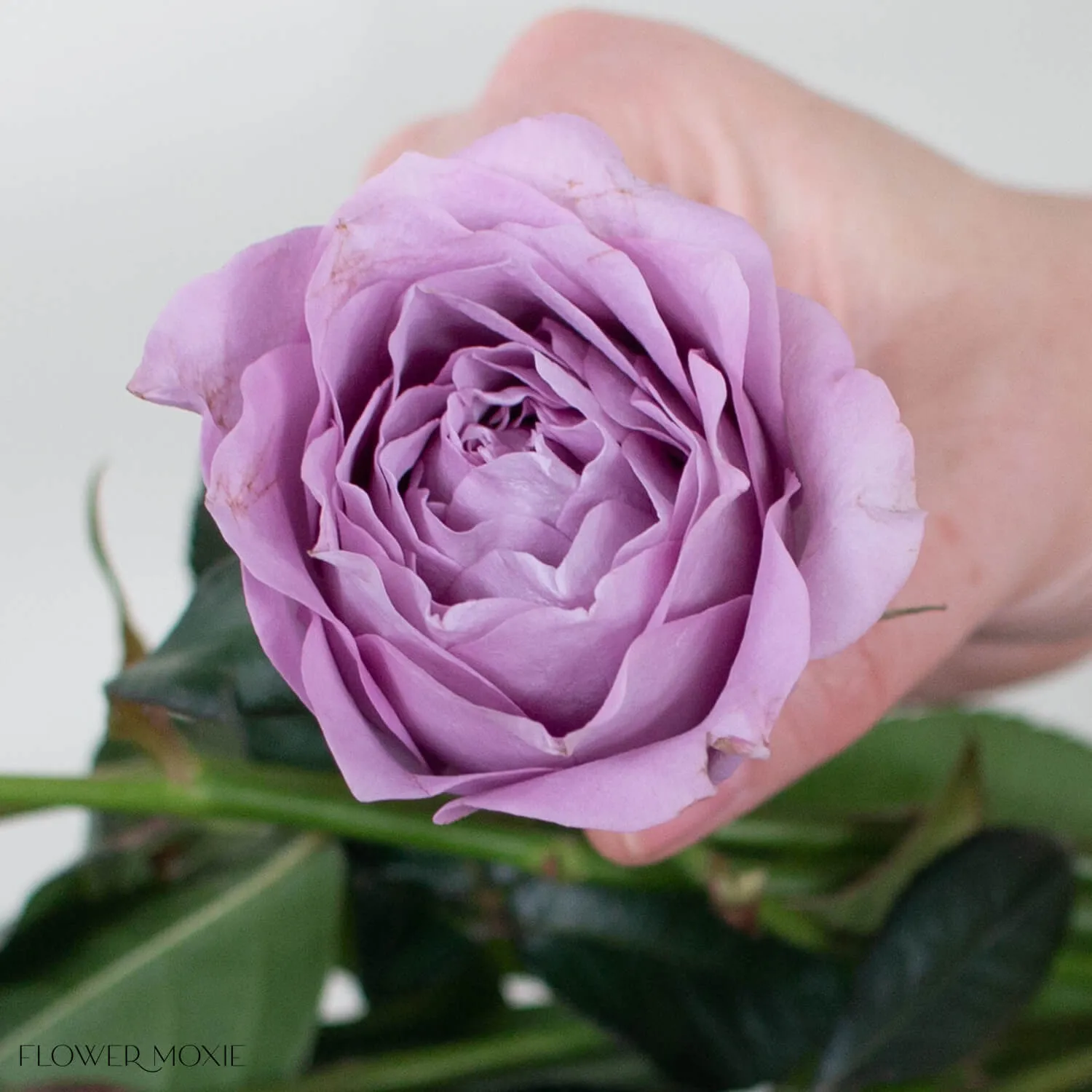 Lavender Garden Rose