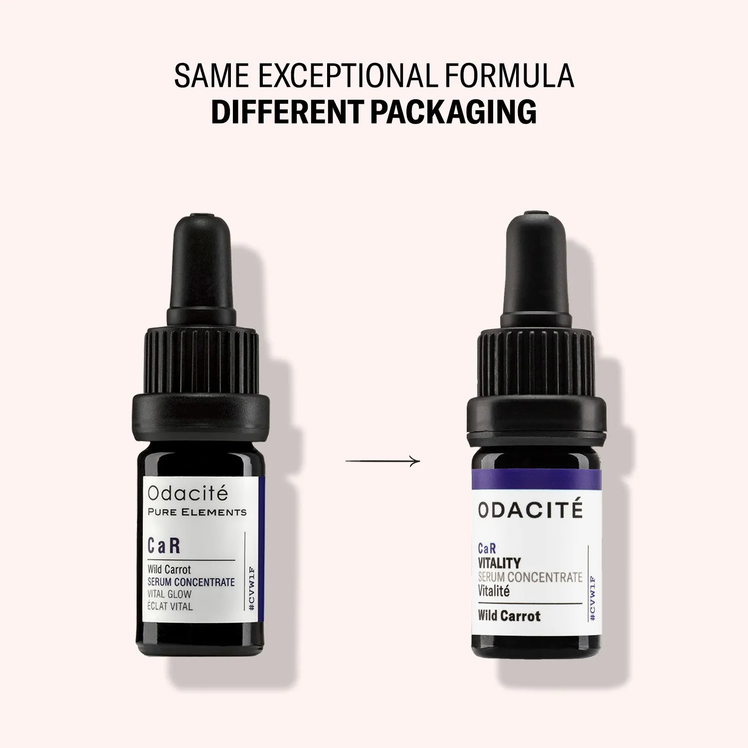 Vitality • Wild Carrot • CaR Serum Concentrate