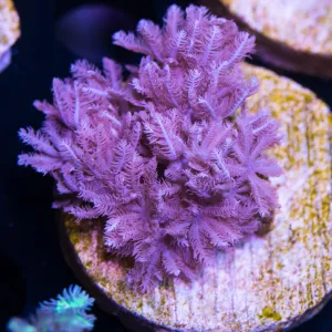 WWC Pulsing Xenia Coral